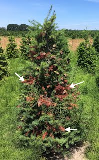 a small christmas tree with arrows pointing to the discoloration cause by insect damage