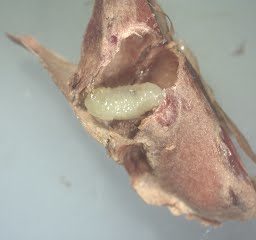 a small shiny yellow-white ribbed worm with a faint black spot inside a cut-open conifer seed 