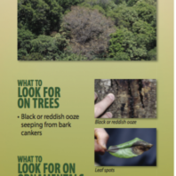 link to USDA Hungry Pests