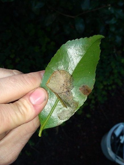 A leaf held in a hand. A small dead leaf is stuck to the outside. A small lesion on the right edge of the plant shows infection