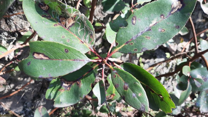 a cluster of madrone leaves with lesions. the lesions are dark brown on the outside and lighter brown on the interior, especially on the larger ones. on the top left leaf there are the largest lesions as well as a series of wiggly lines that resemble bark beetle galleries.