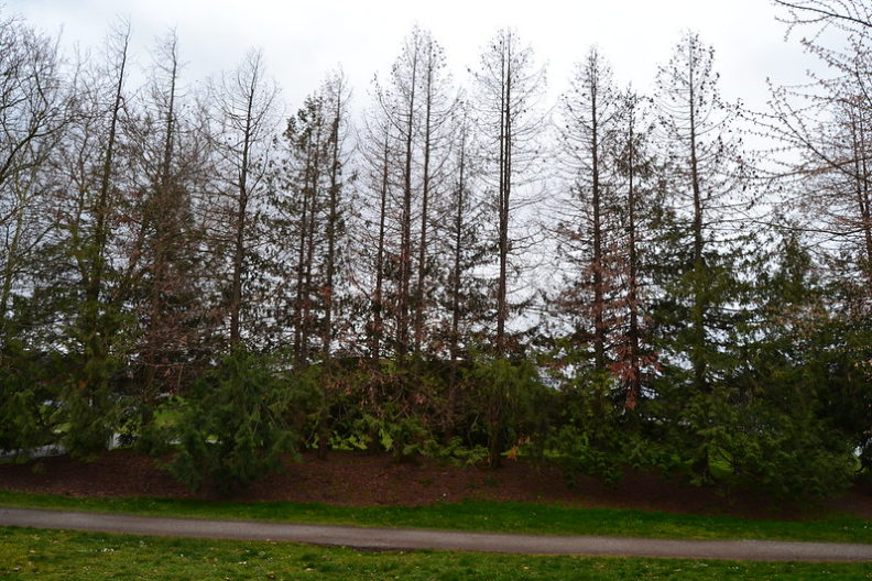 a line of mature conifers. they have live foliage at their bases, but only one has any live foliage halfway up. Their tops are dead.