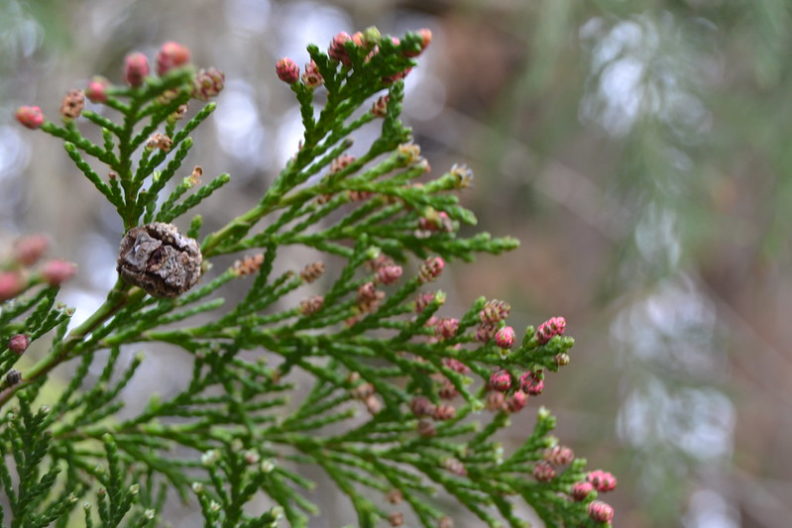 the male cones of the port orford cedar shown as small red bumps on the tips of some needles