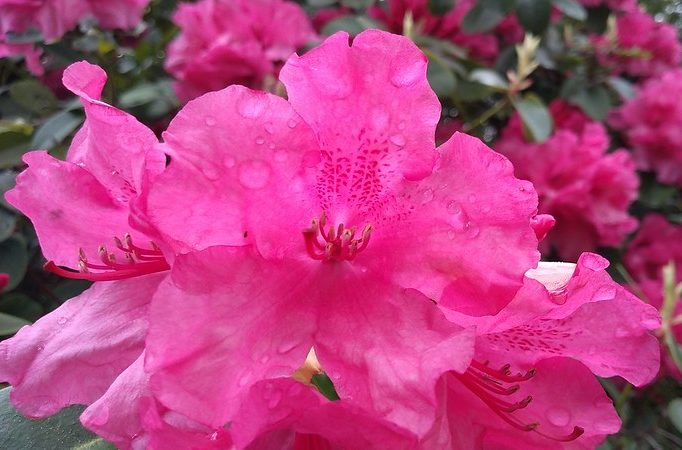 A fully open magenta Rhododendron flower