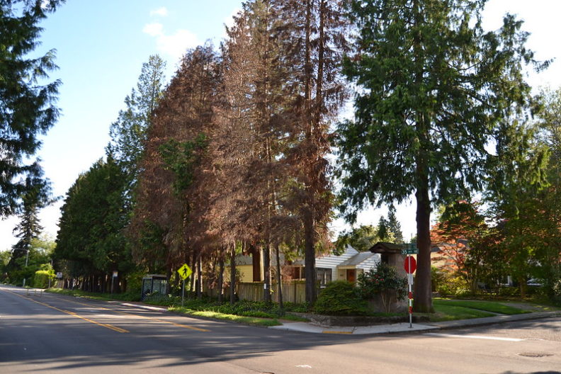 a line of mature conifers by a road. Several of the trees have brown foliage.