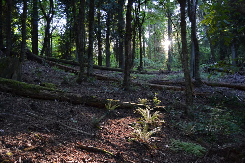 The sun shines through a dense mixed broadleaf forest, highlighting three sword fern plants in a row. The one furthest from the camera is just in front of a log that fell long enough ago to be losing its bark with some visible decay to the exposed wood.