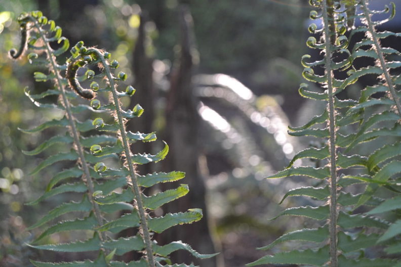 Focus on four sword fern fronds pointing directly upward. The two on the left still have their upper leaves curling and the ends of the fronds are just exiting the spiral stage.