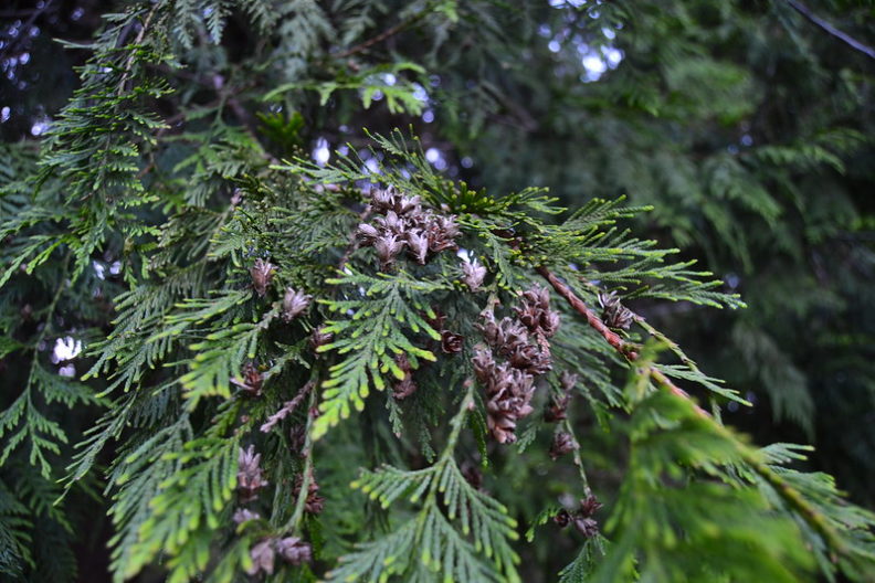 the end of a Western Redcedar branch with its tiny cones