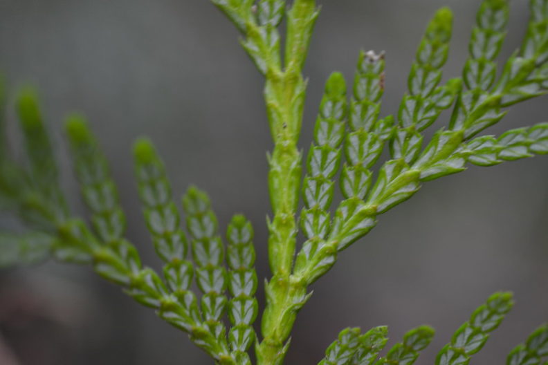 the underside of a western redcedar twig with its white bloom pattern clearly visible on each leaf.