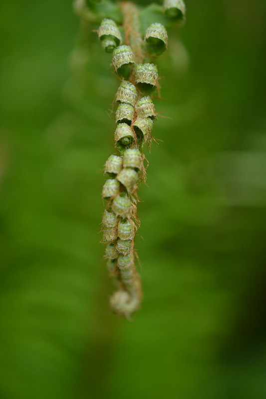a new sword fern frond with its leaves still all curled in, curling more tightly towards the lower part of the frame where the end of the curling fiddlehead shows still nearly in a spiral