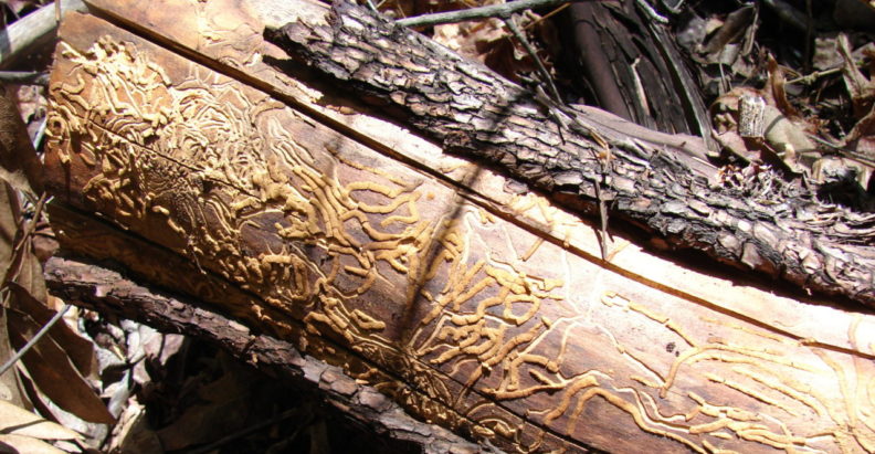 a mature madrone that has been sawed down and had its bark stripped off along the center. raised beetle galleries are visible along the length of the bole.
