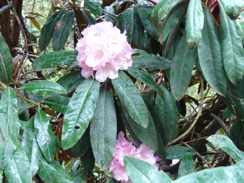 rhododendron with long dark green leaves and one cluster of light pink blooms