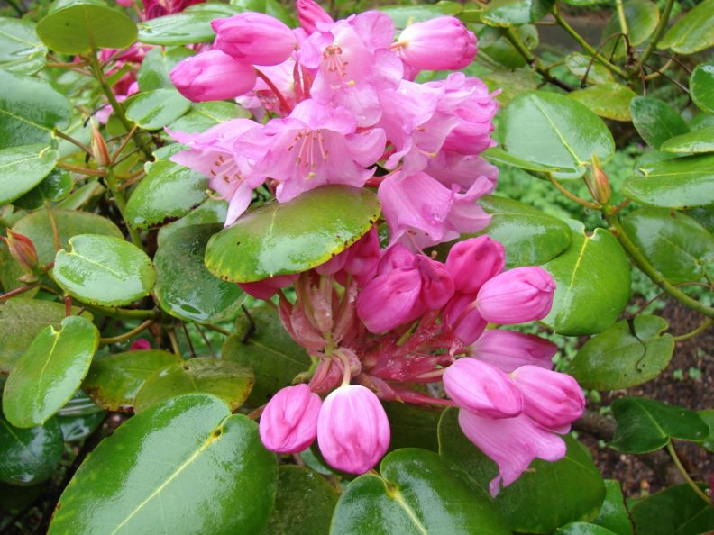 rhododendron with larger, wide leaves and multiple pink blooms
