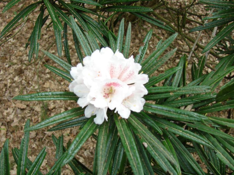 rhododendron with long, narrow, dark green leaves and a cluster of cream-colored blooms