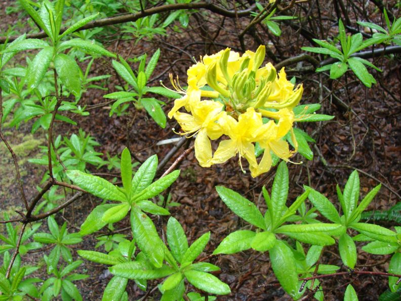 rhododendron with narrower, more pointed leaves with a cluster of yellow blooms