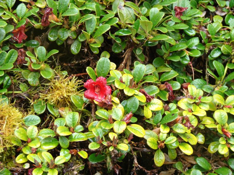 rhododendron with small leaves and one red bloom
