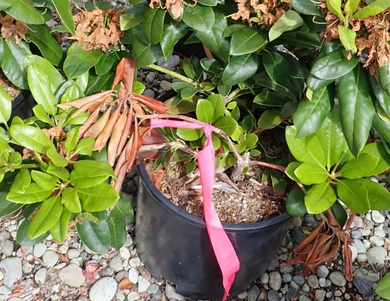 Dead rhododendron in a pot, surrounded by healthy plants.