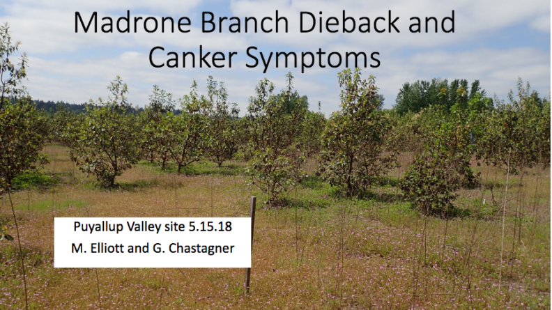 Madrone Disease Presentation Cover