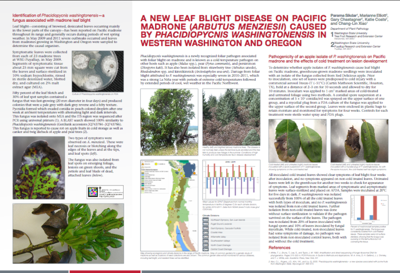 Madrone Leaf Blight Poster