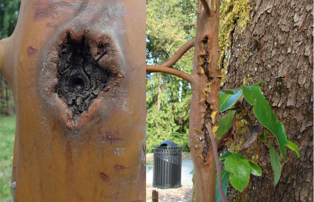 on the left, a knothole that is grown around a black spot where a branch has come away from a mature madrone. On the right, a younger tree shows a slash-like lesion that goes up the trunk a significant way. One small branch that comes out of a lesion droops downward and is discolored.