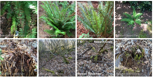eight small square pictures in two rows of four, all of western sword fern 