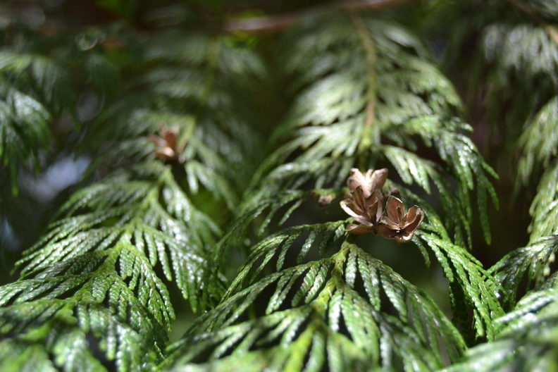 western redcedar branches with cones in dappled sunlight. link to view full image