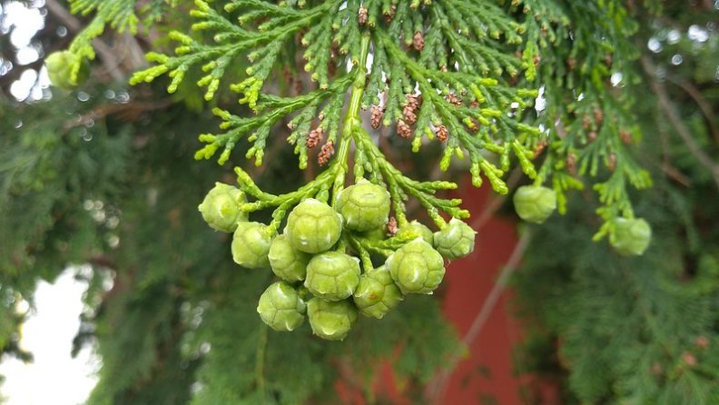 young port orford cedar cones, bright green with a clear view of the scales