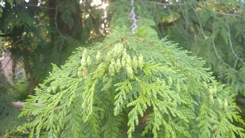 green western redcedar cones growing in a bunch. link to view full image