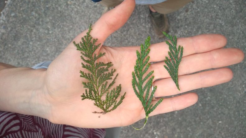 yellow cedar has spiky edges to its compound alternate needles. port orford cedar has smooth scalloped edges to its simple alternate needles. western redcedar has similar needles to the port orford cedar. The redcedar needles in this picture are tighter together and slightly darker green than the port orford needles.
