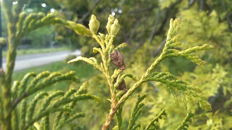 western redcedar cone on a branch. link to view full image