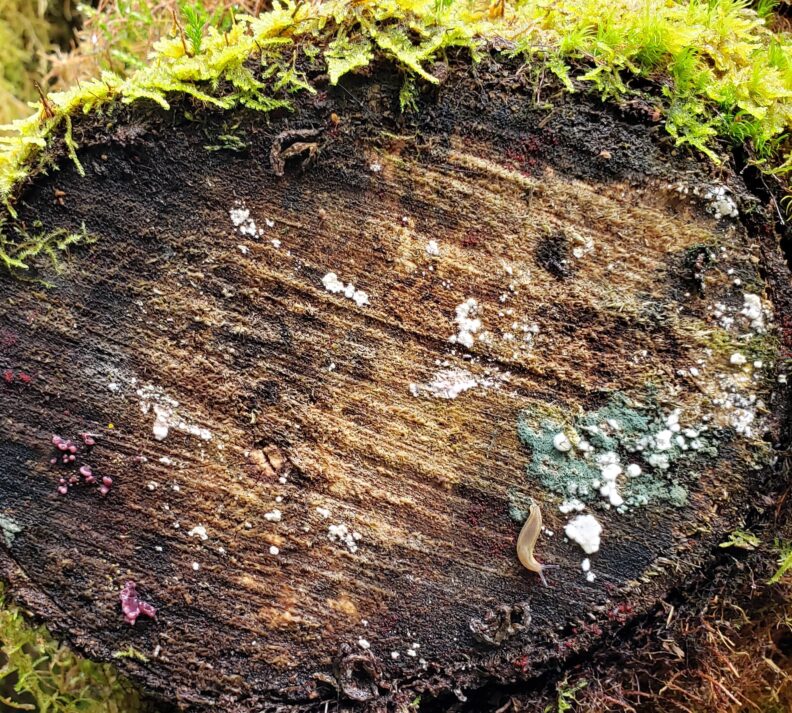 the end of a log that was cut long ago. around its outside are a variety of mosses. on the cut face is a small slug and three colors of fungus - white, gray/green, and dark mauve.