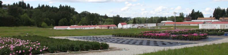 the south side of the WSU puyallup research and extension center campus photographed facing northwest. blooming flowers are planted in rows. groundcloth with equal sized holes in it is waiting for plants. visible buildings are white with red roofs.