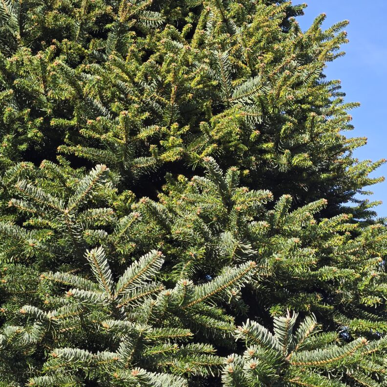 Nordmann fir with chlorotic, curled foliage