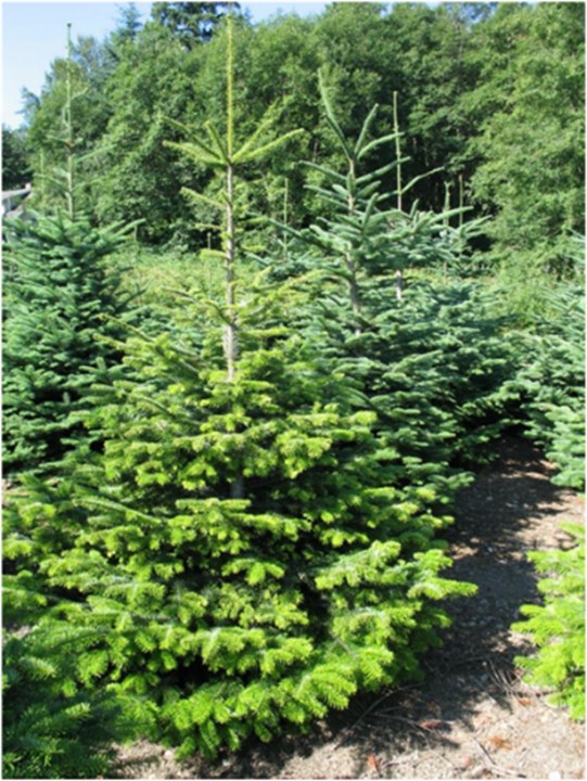 Tree with chlorotic, infested shoots