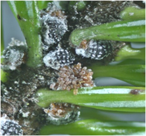 Female adelgids producing eggs in the spring