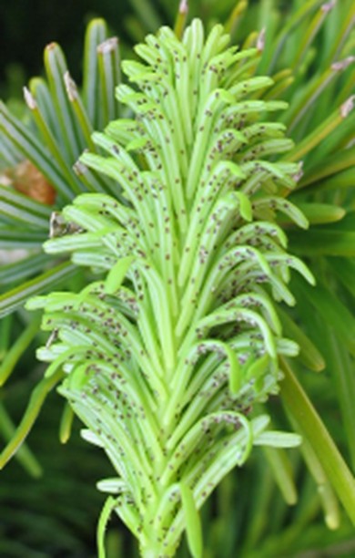 Newly emerged needles infested with adelgid crawlers