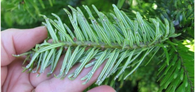 Symptoms on lightly infested needles