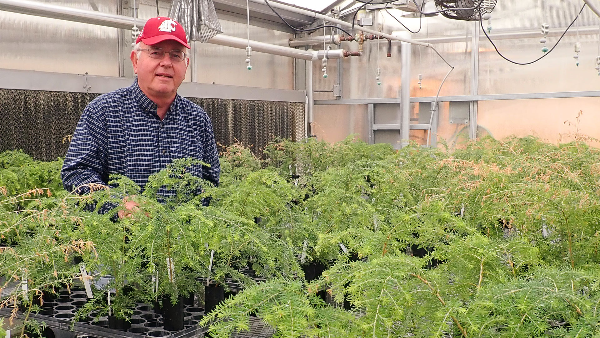 Man in a WSU hat in a greenhouse filled with conifer seedlings.