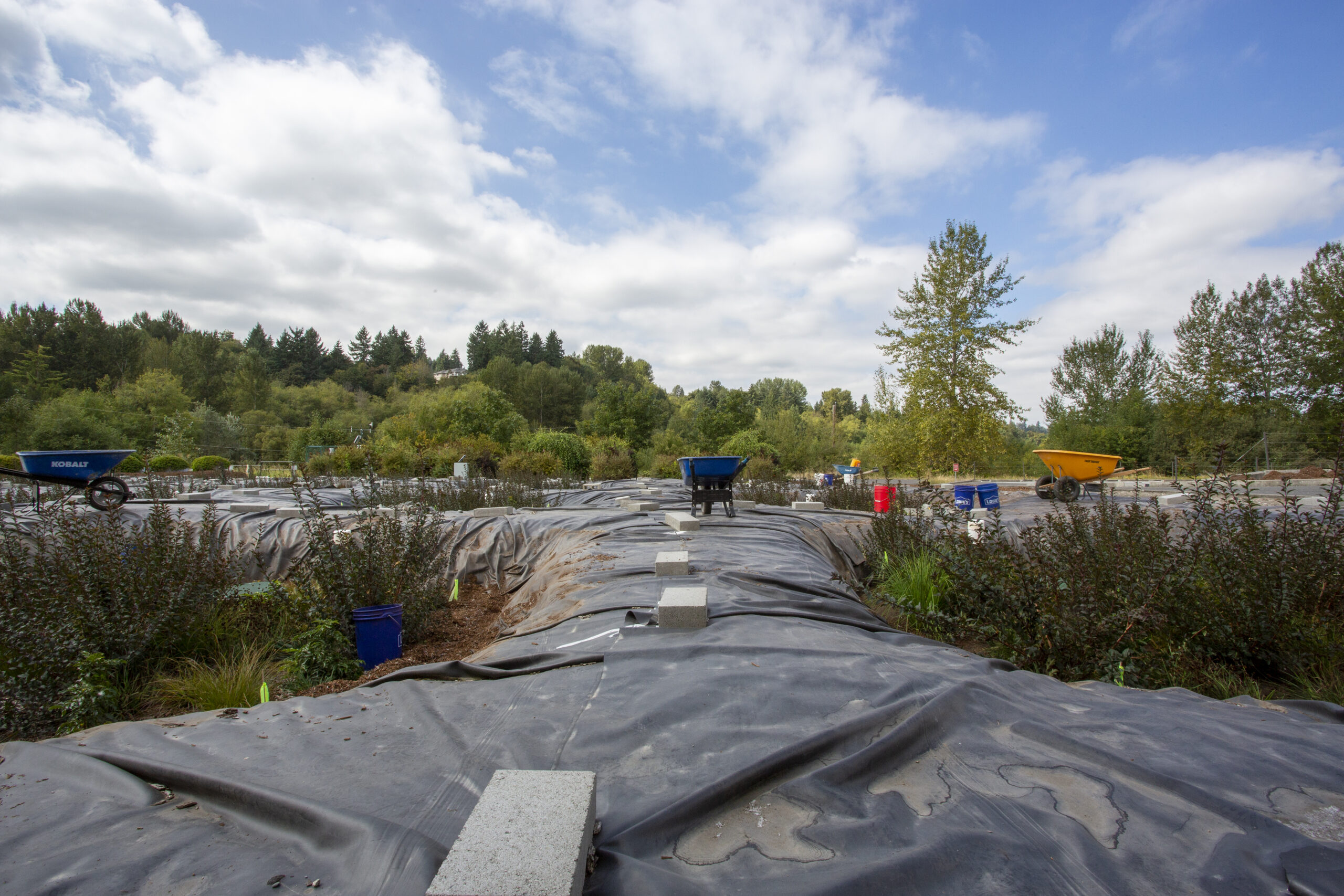 Excavated rain gardens filled with plants.