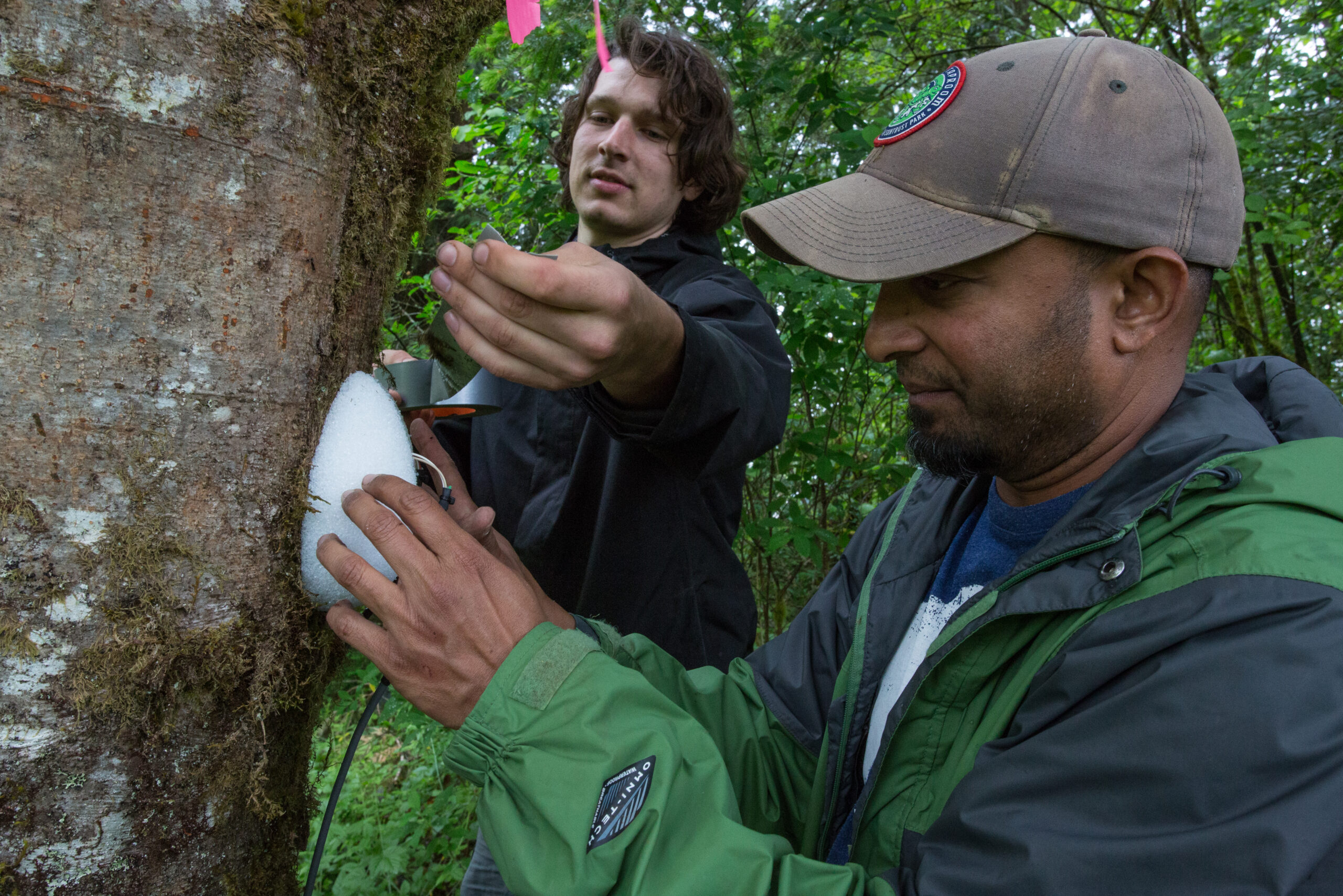 Two men apply instrumentation to the trunk of a tree.
