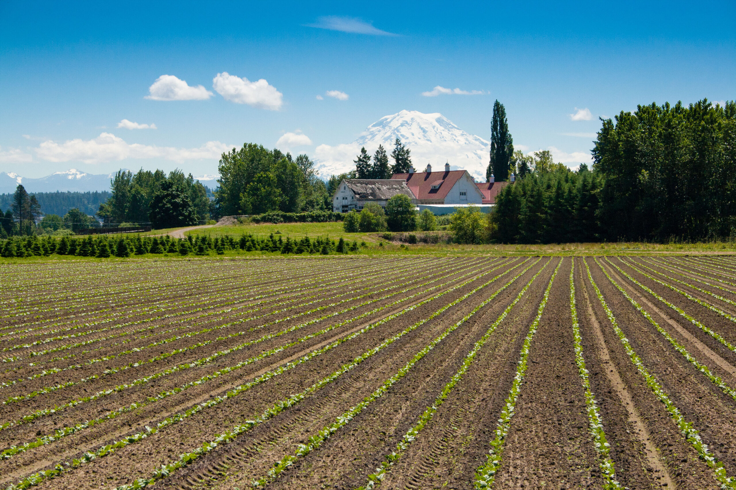 Fields with historic barn and Mount Rainier in the background.