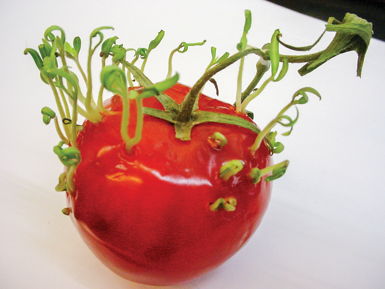 Tomato with seed sprouts erupting through the skin.