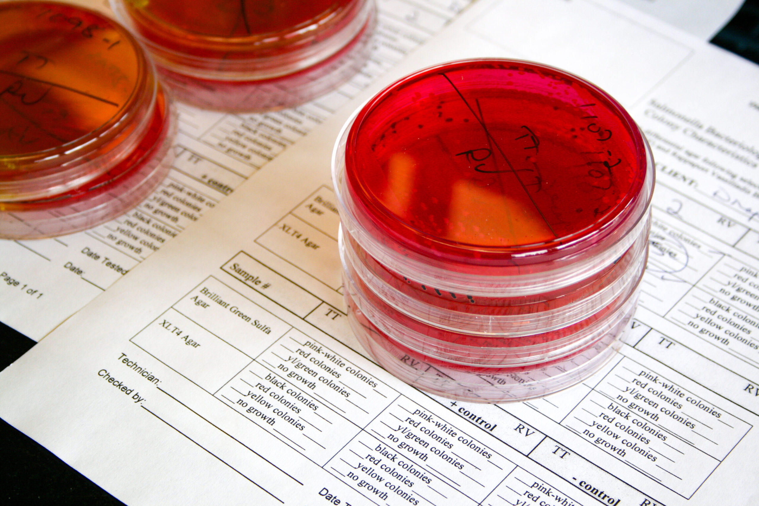 Stacks of cultured petri dishes sitting on tracking paperwork.