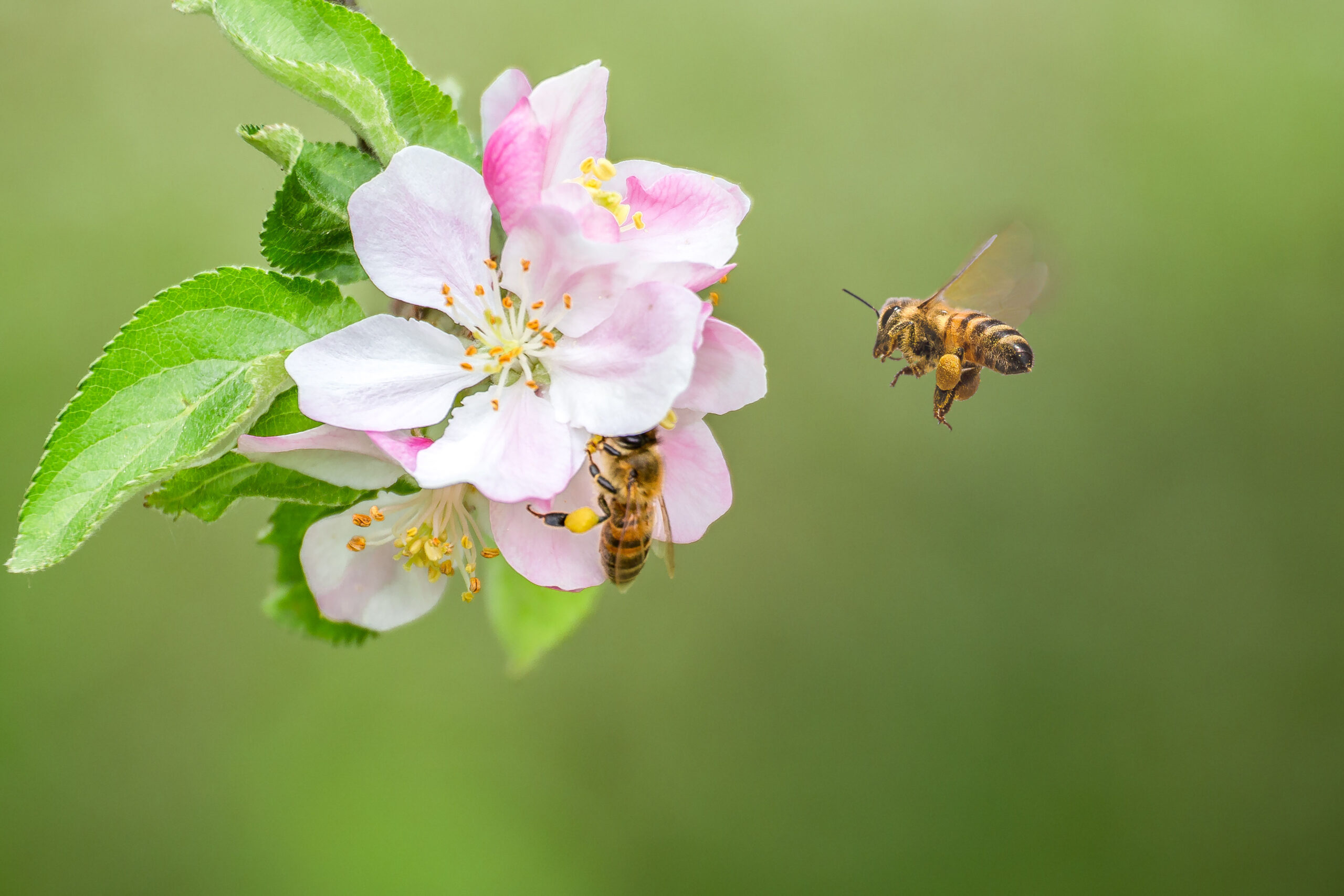 WSU Honey Bees + Pollinators Program