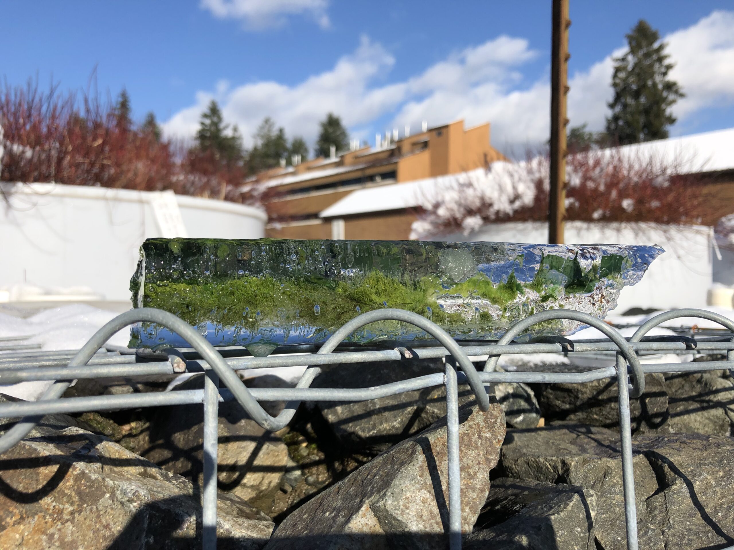 A large block of clear ice displaying an inverted image of mesocosm containers and plants.