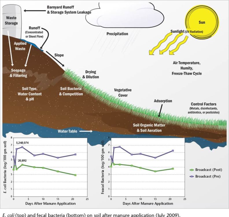 Illustration of factors impacting bacteria transport from manure, with charts of bacteria on soil after manure application.
