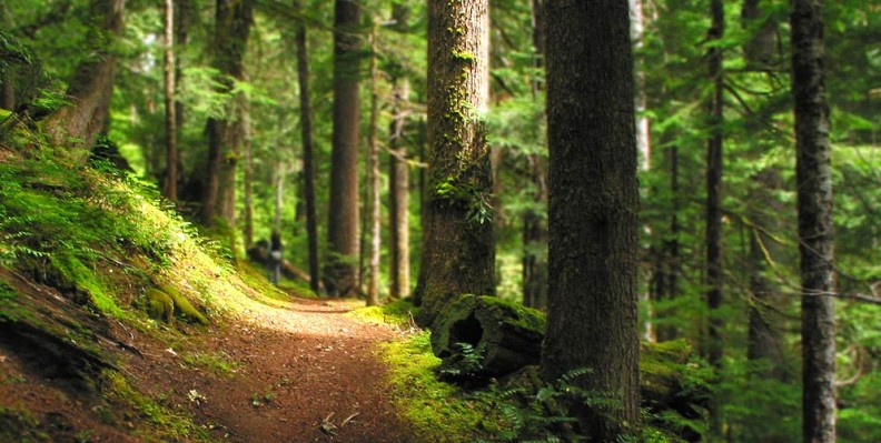 Forest hiking trail.
