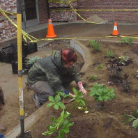 Installing new plants.