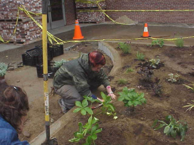 Installing new plants.