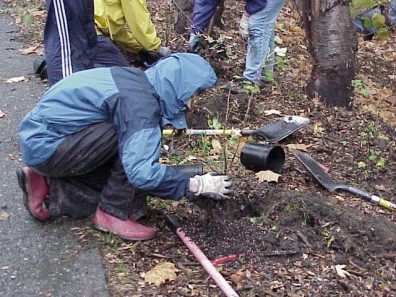 Installing new plants.